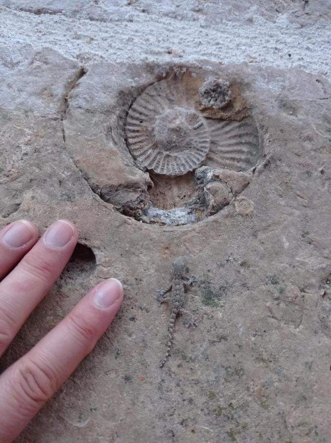 Casarao Do Largo Da Eira Lägenhet Tomar Exteriör bild